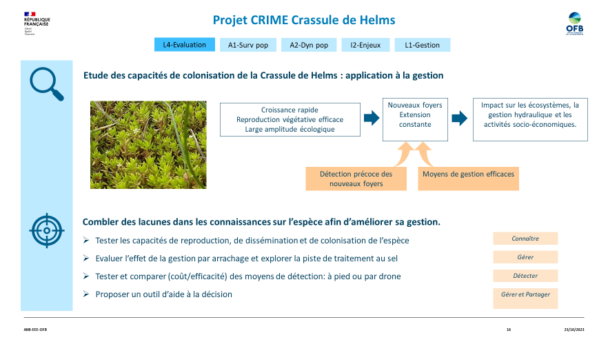 crime-crassule2