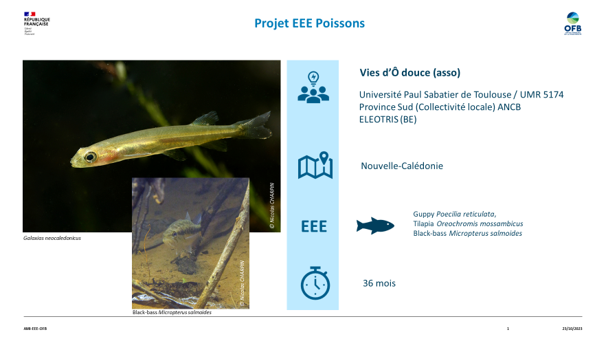 projet-eee-poissons